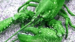 Aragosta verde