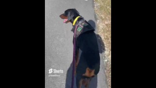 Трумэн ходит по земле