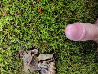 Cock Friction Moos in the forest