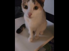 Cats 2