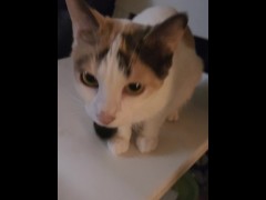 Cats 2 - Screenshot 15 of 16 - Life