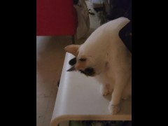 Cats 2 - Screenshot 2 of 16 - Lol