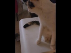 Cats 2 - Screenshot 6 of 16 - Life