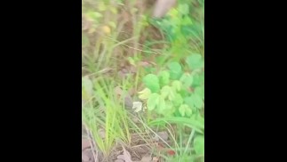 ПЯТНИЦА 13-Е САМОЕ ГОРЯЧЕЕ НА ОТКРЫТОМ ВОЗДУХЕ ПИНОЙ ЯКОЛ КАМШОТ