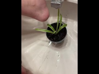 Watering the plant