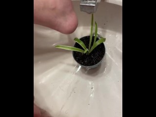 Полив растения