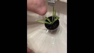 Watering the plant