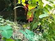 Preview 1 of Village Living Lonly Bhabi Sex In Outdoor ( Official Video By villagesex91)