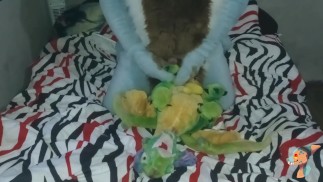 毛茸茸的他妈的毛绒玩具