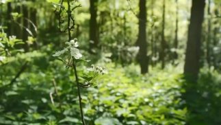 Любитель дрессировки ASMR