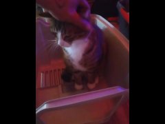 Cute Cat Makes Their Kitty Litter His Bed