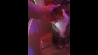 Милый кот застилает наполнитель для своей кошачьей кровати