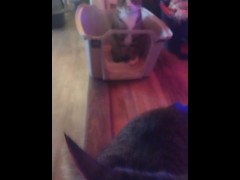 Cute cat makes his kitty litter his bed part 2