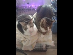 Two Cute Kittens Part 2