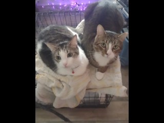 Twee Cute Kittens Deel 2