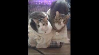 Two Cute Kittens Part 2