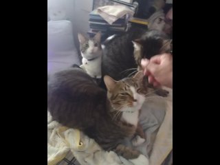 vertical video, cute cats, fur, dog
