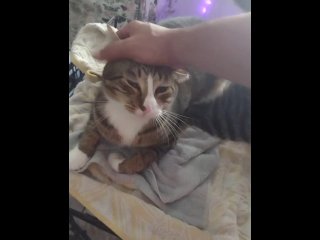 kittens, vertical video, exclusive, pussycat