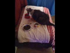 All you can eat for this pussycat