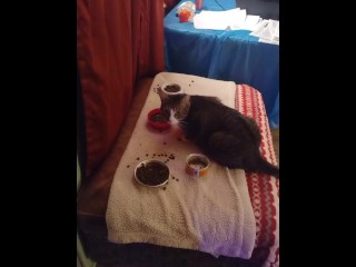 Alles Wat Je Kunt Eten Voor Deze Pussycat