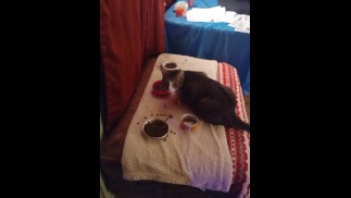 All you can eat for this pussycat