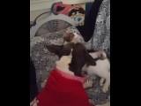 Doggy and kitten go at it