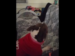 Doggy and kitten go at it
