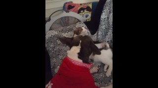 Doggy and kitten go at it