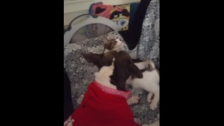 Doggy and kitten go at it