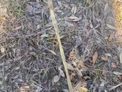 Piss compilation - Screenshot 1 of 16 - Parodius