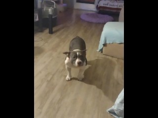 Süßer Taschen-Bully