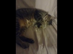 Cute Kittens Laying Down