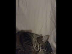 Cute Kitten Laying Down So Adorable