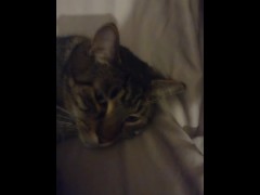 Cute Kittens Laying Down Looking At Me