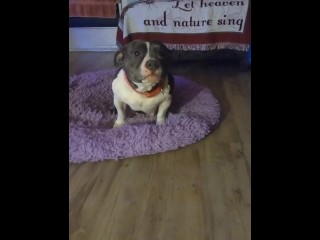 Cute Doggy wants to be Famous