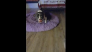 Pocket Bully will berühmt werden