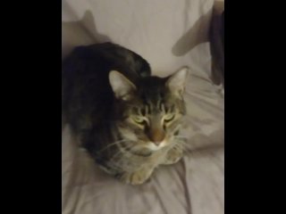 kitty cute, adorable, sfw, vertical video