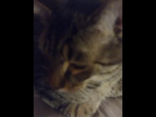 Cute Kittens Wants To Be Famous Part 2