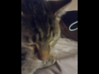 Cute Kittens Wants To Be Famous Part 2