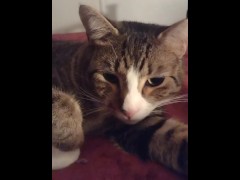 Cute Kitten Just Chilling