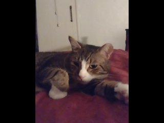 Cute Kitten Just Chilling