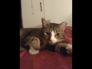 可爱的小猫只是令人不寒而栗