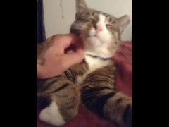 Cute Kitten Makes The Best Friend