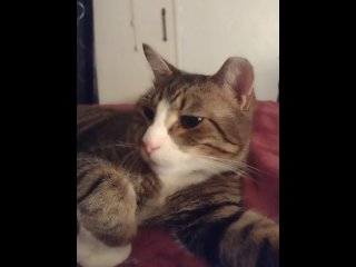 Cute Kitten Makes The Best Friend