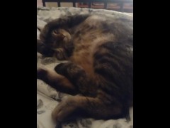 Cute Kitty - Screenshot 1 of 16 - Fluffy Kitty
