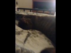 Cute Kitty