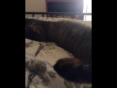 Cute Kitty - Screenshot 13 of 16 - Fluffy Kitty