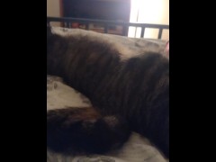 Cute Kitty - Screenshot 14 of 16 - Small Kitty