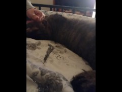 Cute Kitty - Screenshot 16 of 16 - Fluffy Kitty