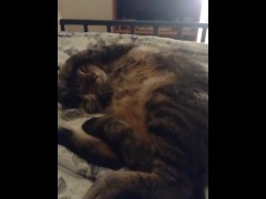 Cute Kitty - Screenshot 2 of 16 - Small Kitty
